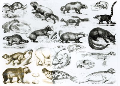 Carnivorous Animals by English School